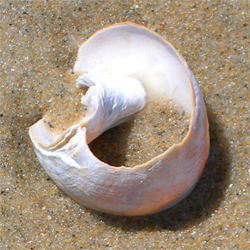 shell